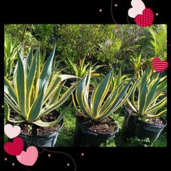 Beautiful Variegated Agave Americana 15gl $85🏡🏡