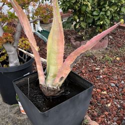 Clearance Sale 3  to 4 feet Succulent 