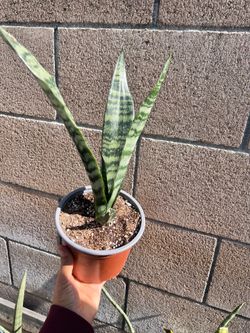 Snake plants , San Siberia