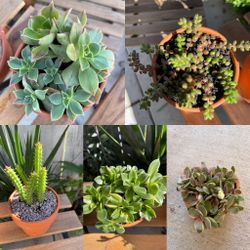 Succulents