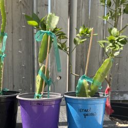 Dragon Fruit “Israel Yellow”