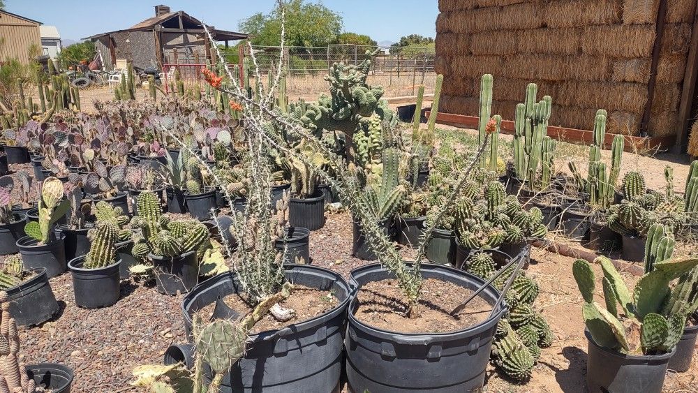 Ocotillo Plants