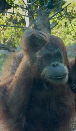zoo - Safari park tickets