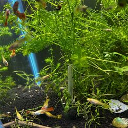 Fish Tank Sunset Glow Guppy Decor And Ramshorn snail You