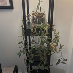 Vine Plant In Glass Jar 
