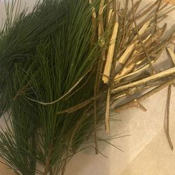 Wildcrafted Northern White Pine Needle Tea, Small And Bulk Quantities