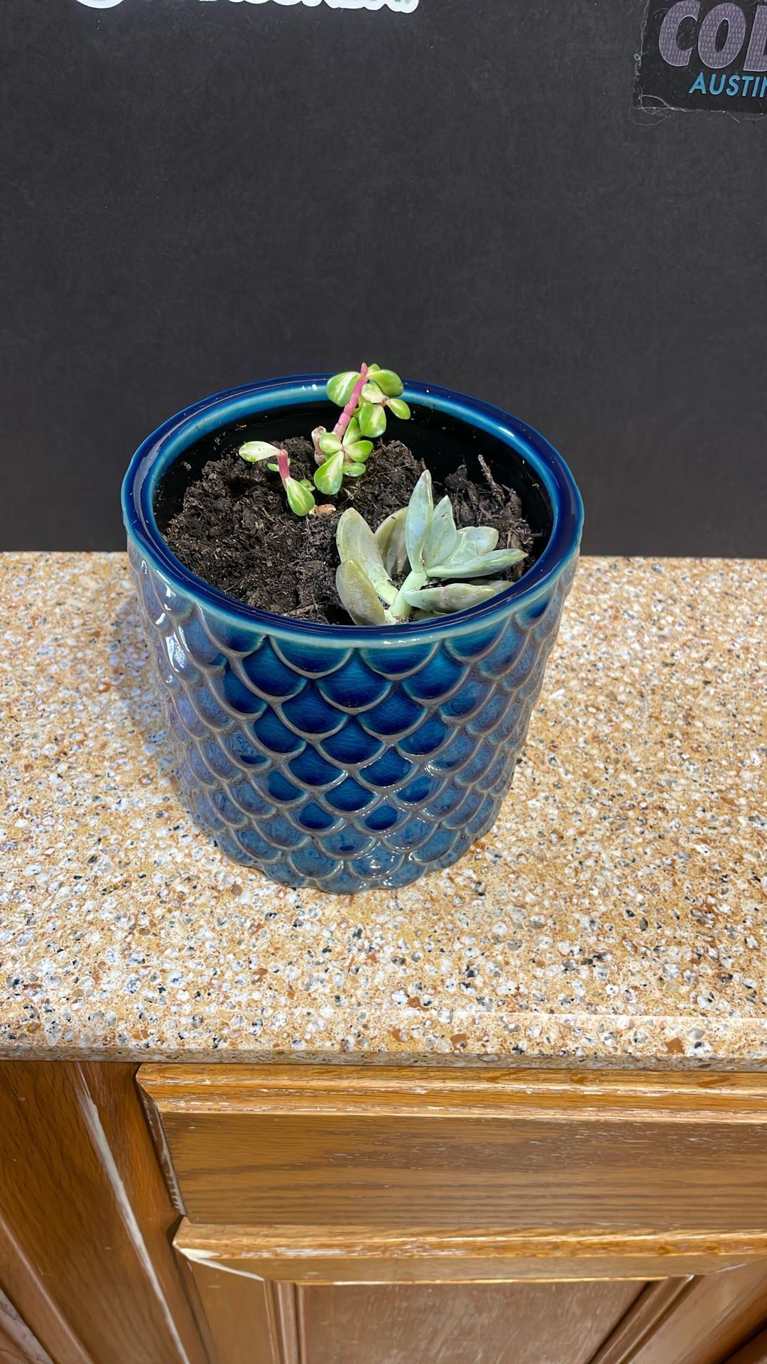 Live Succulent Plant Gift For Any Occasion