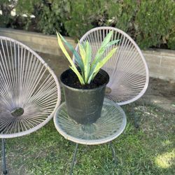 Agave Tequilana Plant