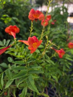 Young Orange Esperanza (Tecoma Stans) Plant