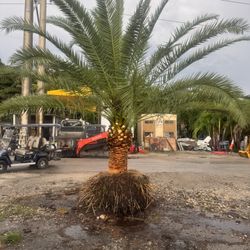 Canary Palms Sylvester Palms And More