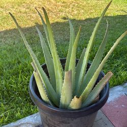 Savila - Aloe  Vera Plant For Sale (Pick up only) 