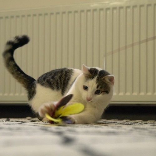 MeoHui Interactive Cat Toys - Retractable Wand Toy and Feather Toys Refills for Indoor Cats to Chase and Exercise