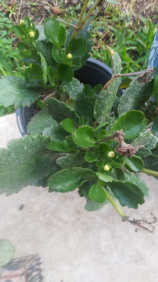 Kolaches plants for Sale in San Antonio, TX OfferUp