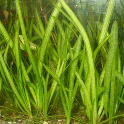 Jungle Val / Vallisneria 20 Stems