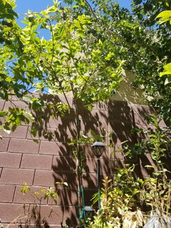 Guava tree /White
