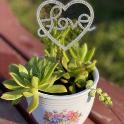 Succulent Arrangement 