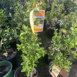 Fruit Trees
