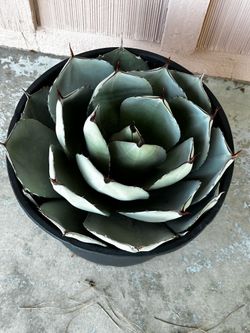 Artichoke Agave plant