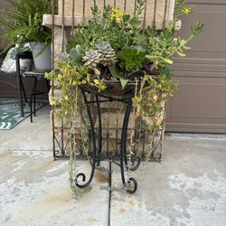 Gorrrrgious Succulent Mid On Plant Stand 