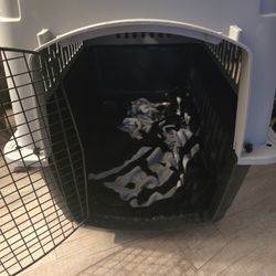 Medium Sized Dog Kennel
