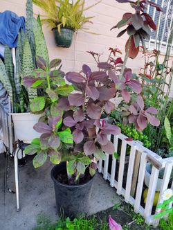 PLANTS FOR SALE