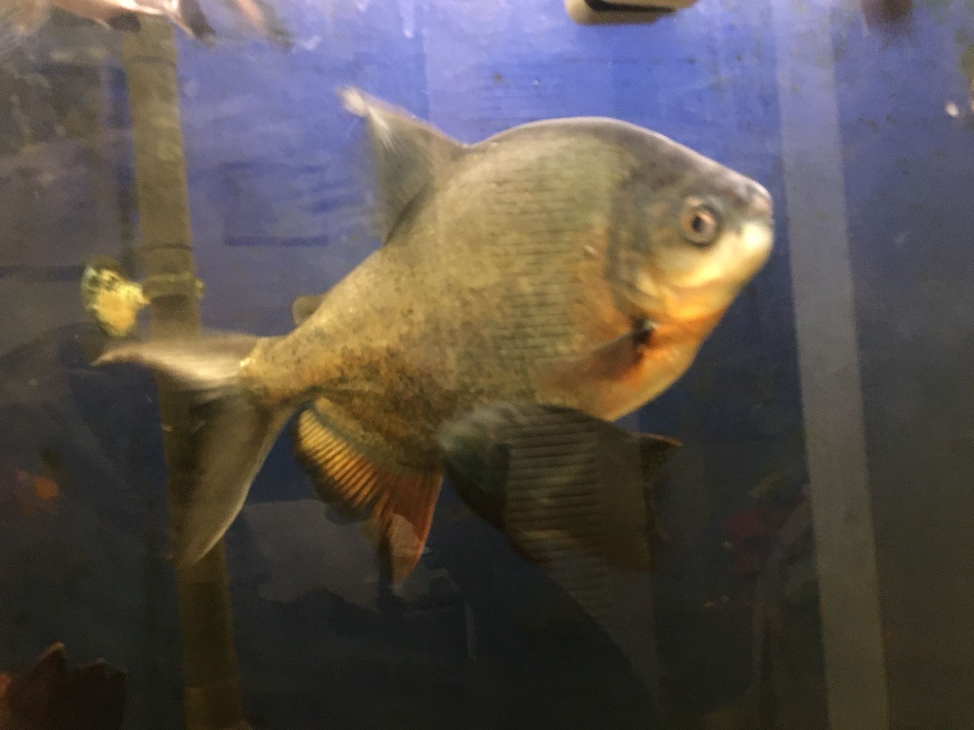 Red belly Pacu Fish