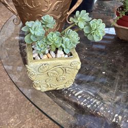 Lovely Rose Succulent 