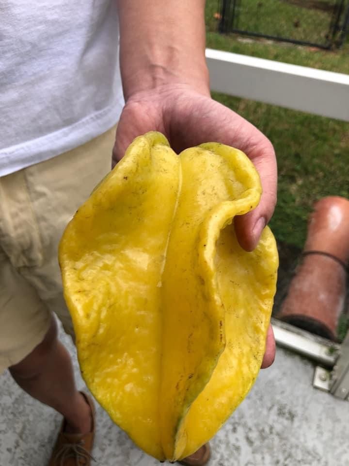 Grafted Fwang Tung Starfruit//Carambola Trees