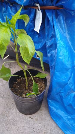 Plant