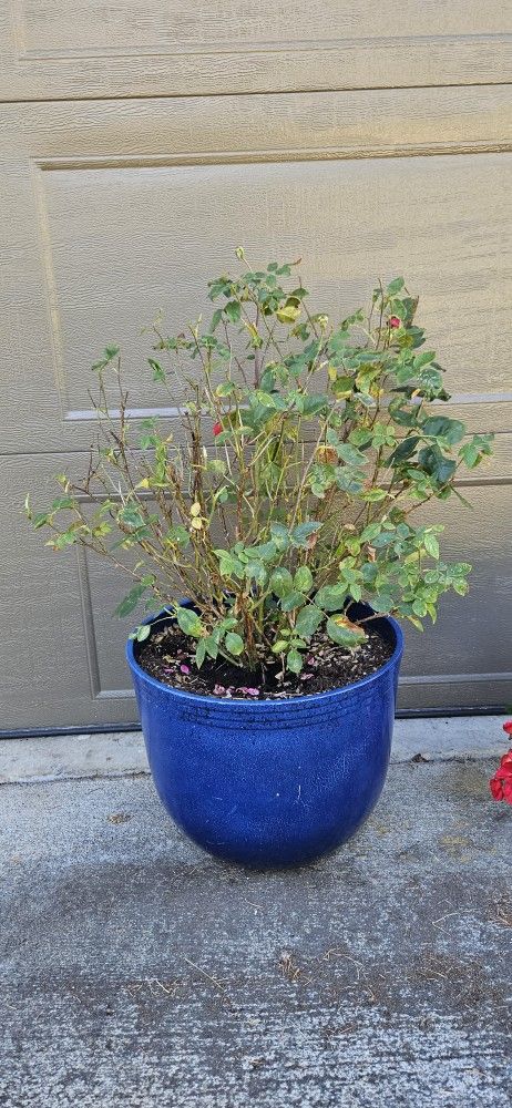 ROSE BUSH. IN. POT