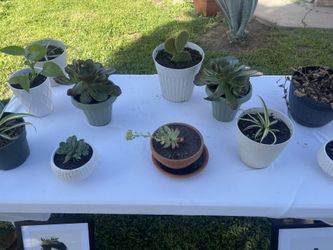 Plants For Sale 