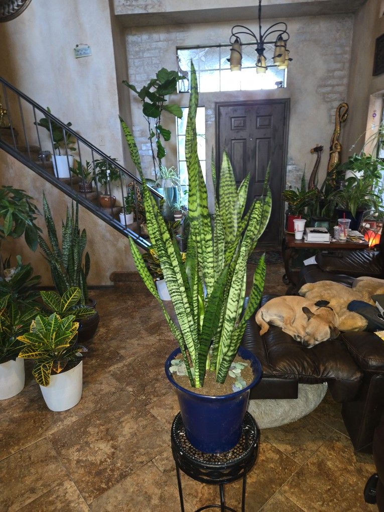 3.5ft Tall Sansevieria Snake Plants In 9in Ceramic Blue Pot
