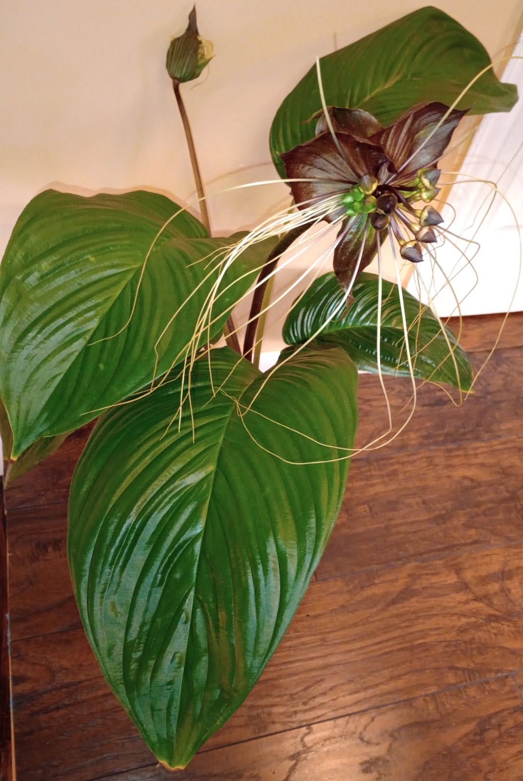 Bat Orchid Plant (pls Read Description Below)