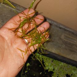 Guppy Grass For Aquarium 