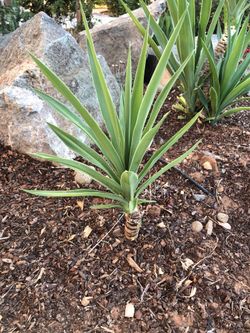 Yucca Palms 