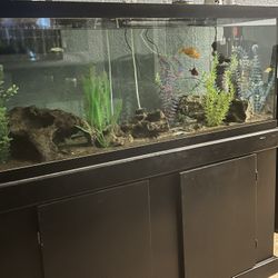 75 Gallon Fish Tank Aquarium 