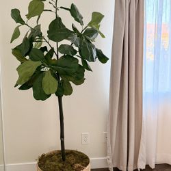 Faux Fiddle leaf Plant 