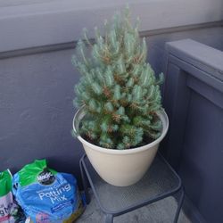 MINI PINE SPRUCE ( 24 INCHES HIGH)