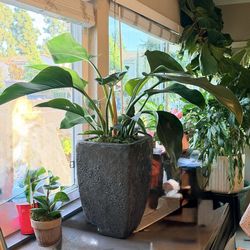 PHILODENDRON 'CONGO GREEN'