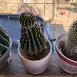 Cactus
