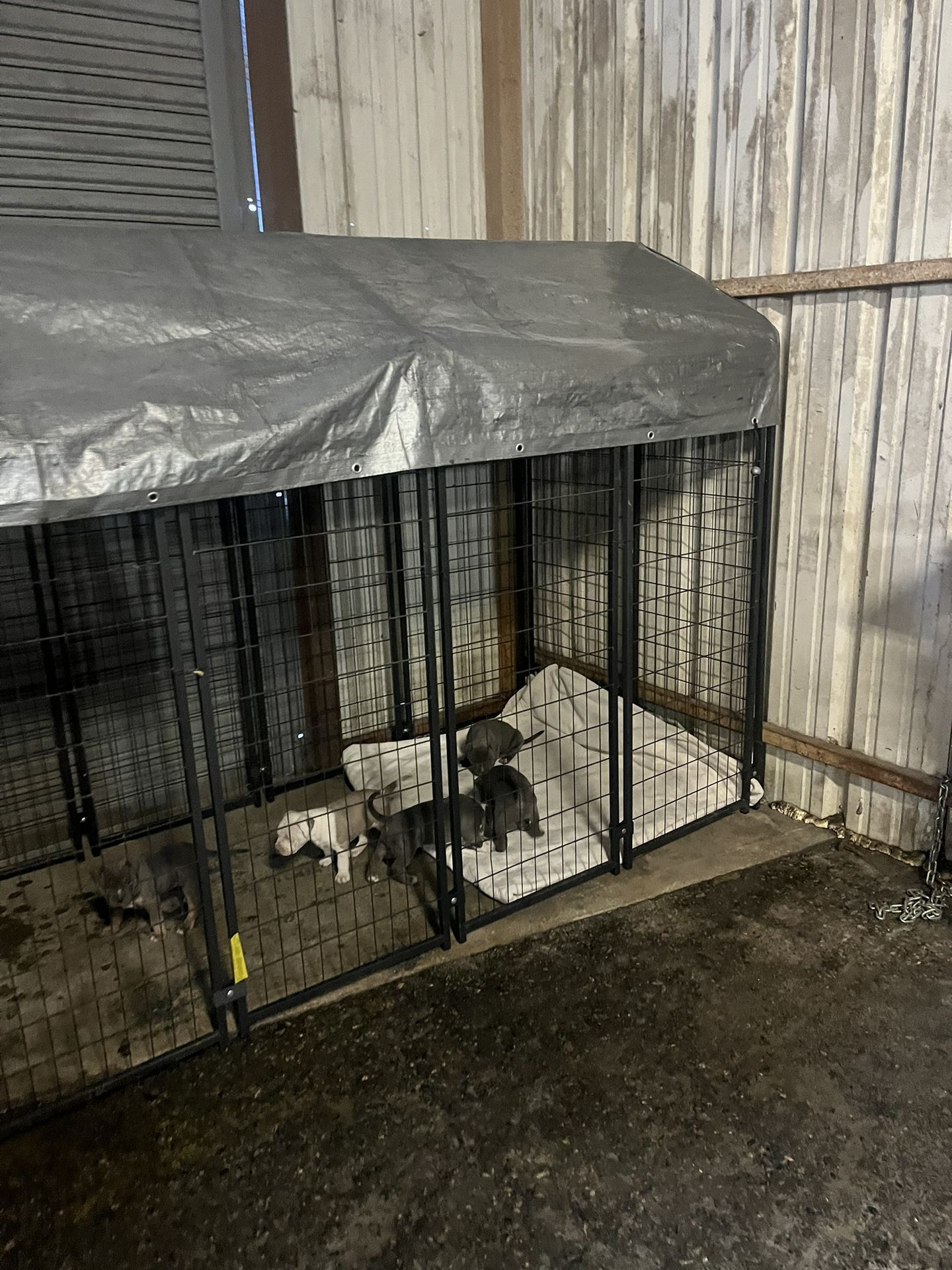 Big Dog Kennel