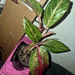 Aglaonema Chinese Evergreen Red Valentine
