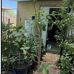Mexican Pink Guava Tree in 15 Gallons, 6 Feet, $75 Firm Price! I also have 3-Foot trees for $35