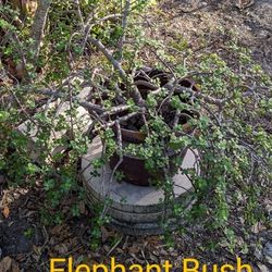 Large portulacara  afra Plant , elephant bush.   Can Cut To Make Bonsai! 