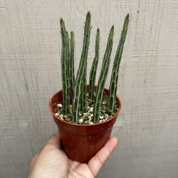 4”pickle Cactus