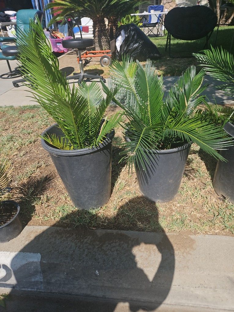 Sage Palms 