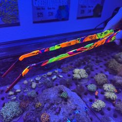 Custom 14” UV Reactive Reef Fish Aquarium Tongs Tweezers
