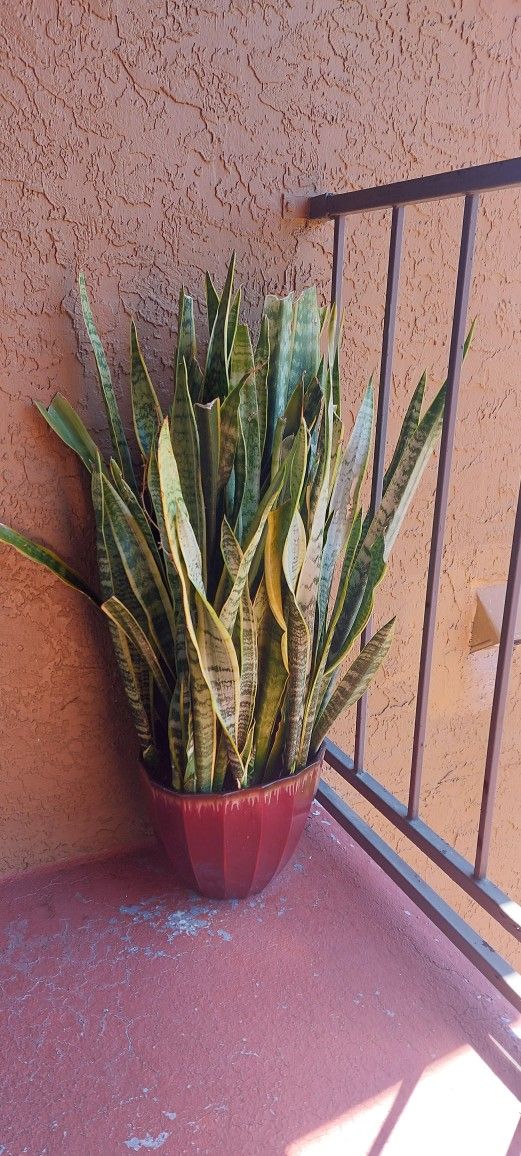 Snake Plant w/ Pot