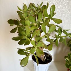  🌿Lucky Jade Or Gud Luck Plant 🙏PLS READ DESCRIPTION 