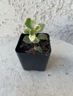 2 Inch Pot Succulent Plant - Portulacaria Afra Variegated - Elephant Bush - Drought Resistant - Established - Perfect Baby & Wedding Shower Favors 🪴